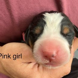 Pink girl - Black, white and red female Greater Swiss Mountain Dog puppy in Woodland, Washington from Woodland Swissie’s