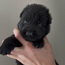 Purple Female - Black female German Shepherd puppy in Saratoga Springs, Utah from Vom Stille Teufelshunde Kennels