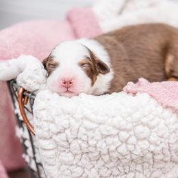 Australian Shepherd Puppies from Cornerstone Australian Shepherds