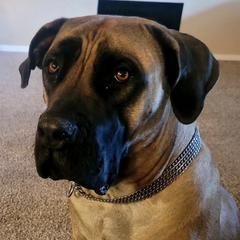 Boerboels from Blueline Boerboels