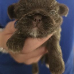 Girl 1 - Liver female Shih Tzu puppy in Green Valley Lake, California from All American Shih Tzu Puppies