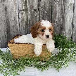 Patty - White female Cavapoo puppy in Mint Hill, North Carolina from DoodleForever