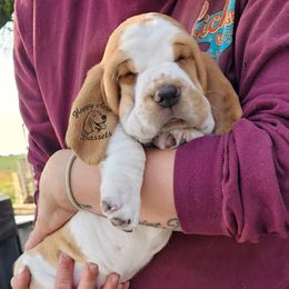 Puppy 1 - Black brown and white male Basset Hound puppy in Greenleaf, Idaho from Happy Acre Bassets
