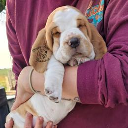 Puppy 1 - Black brown and white male Basset Hound puppy in Greenleaf, Idaho from Happy Acre Bassets