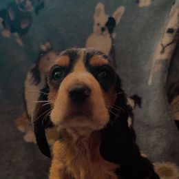Boy 2 - Black brown and white male Basset Hound puppy in Letcher, Kentucky from Hackers Appalachian Basset Hounds