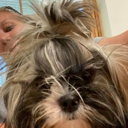 Shih Tzus from Wendy's Shih Tzus