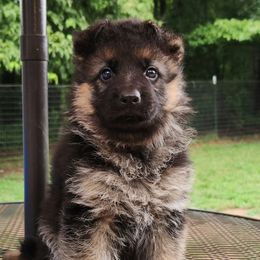 Skye (Girl 3) - Black and red female German Shepherd puppy in Roanoke, Alabama from Von Schönen Träumen German Shepherds