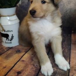 Collie Puppies from Circle H Farm