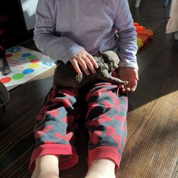 Poodle Puppies from Red Paw Farm