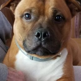 Staffordshire Bull Terriers from Aran Isle Staffords