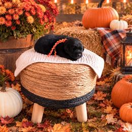Orange girl - Black female Labrador Retriever puppy in Lake City, Michigan from Loon Lake Labradors