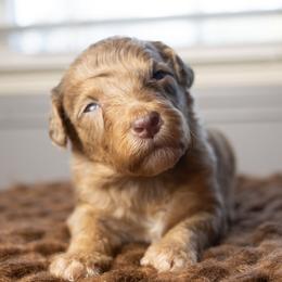 Mojito - Chocolate merle male Bernedoodle puppy in Youngstown, Florida from Wonderland’s Boujie Kennels