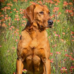 Honey - Labrador Retriever