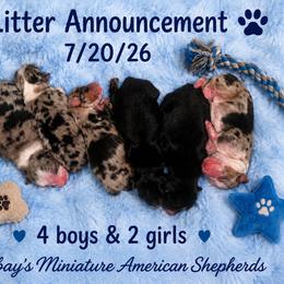 Inky - Black tri female Miniature American Shepherd puppy in Covington County, Alabama from Sweetbay Aussies/ Miniature American Shepherds