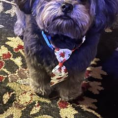 Russian Tsvetnaya Bolonka Puppies from Bolonka Treasures