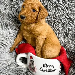 Goldendoodle and Poodle Puppies from The Henry Doodles