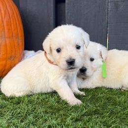 Walnut - Light golden male Golden Retriever puppy in Oak Hill, Florida from Swingin T Ranch LLC