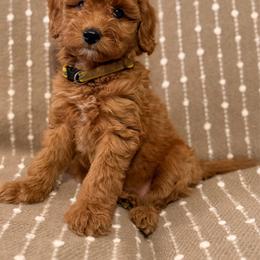 Yellow Girl 3 - Cream female Goldendoodle puppy in Sacramento, California from Golden Heart Doodles
