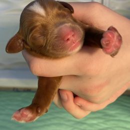 Cavapoo Puppies from Sleeping Bear Kennels