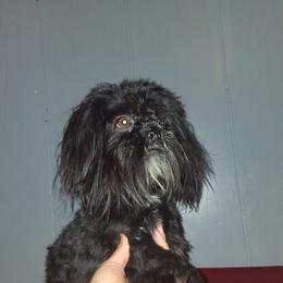 Max - Black and white male Shih Tzu puppy in Birmingham, Alabama from K&D kennels
