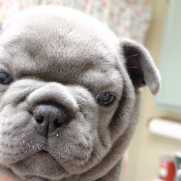 Princess Lilly - French Bulldog puppy in Stevensville, Montana from Stevi Frenchies