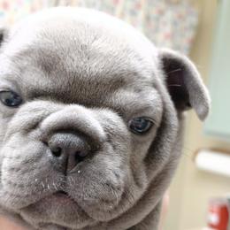 Princess Lilly - French Bulldog puppy in Stevensville, Montana from Stevi Frenchies