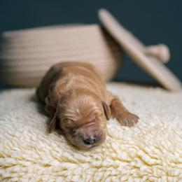 Maple - Red  female Goldendoodle puppy in Duncan, South Carolina from Abner Creek Poodles & Doodles