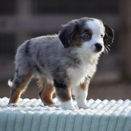 Lace - Blue merle female Miniature American Shepherd puppy in Chocowinity, North Carolina from Foxtail Hollow