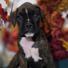 Reverse brindle - Brindle male Boxer puppy in Buffalo, Wyoming from Jtbuckingham Boxers