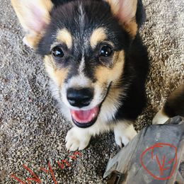 "Wynn Pet home " Pembroke Welsh Corgi Puppies from CircleKbar Corgis