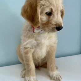 Aussiedoodle and Labradoodle Puppies from Doodles on Duty