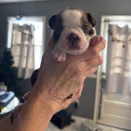 Jerry - Red male Boston Terrier puppy in Owensboro, Kentucky from Alanna Boswell