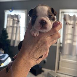 Jerry - Red male Boston Terrier puppy in Owensboro, Kentucky from Alanna Boswell