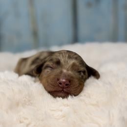Elsa Peretti - Chocolate female Australian Labradoodle puppy in Brush Prairie, Washington from Fancy Pants Labradoodles
