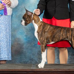Peanut - Boxer