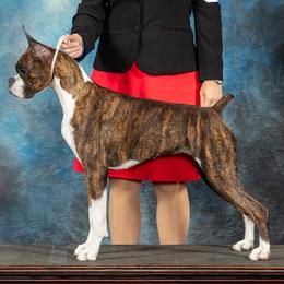 Peanut - Boxer