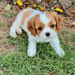 Flip (Gold ribbon) - Blenheim male Cavalier King Charles Spaniel puppy in Albany, Georgia from Legend Cavaliers