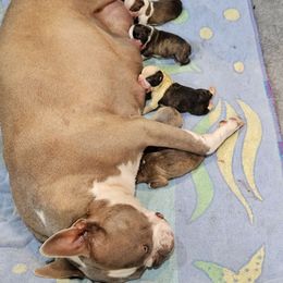 Boy 6 - Blue male Boston Terrier puppy in Sulphur Springs, Texas from B&B Bostons