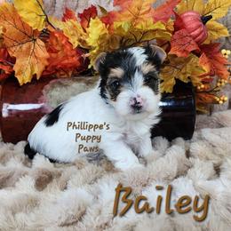 Bailey - Parti female Yorkshire Terrier puppy in Adair, Oklahoma from Phillippe's Puppy Paws