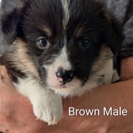 Boy 1 - Black and tan male Pembroke Welsh Corgi puppy in Alexandria, Minnesota from Tammy Gorham Corgis