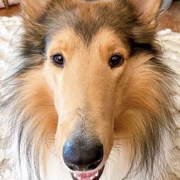 Collies from DeGroat Pups