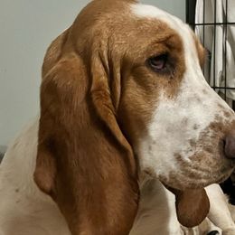 Lulu - Basset Hound