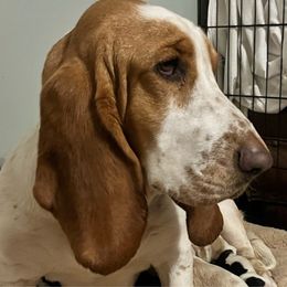 Lulu - Basset Hound