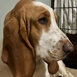 Lulu - Basset Hound