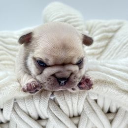 Basil - Fawn male French Bulldog puppy in Campbell Hall, New York from Charlie’s Frenchies