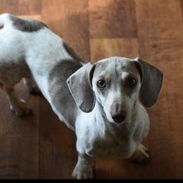 Dottie - Dachshund
