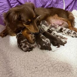 Fudge Nugget - Chocolate and tan male Dachshund puppy in Clewiston, Florida from Redlands Farm