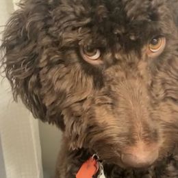 Bernedoodles and Labradoodles from The Henke Doodles