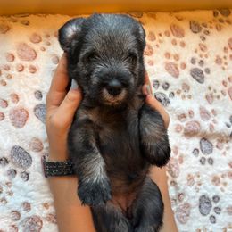 Naranja - Orange collar - NATURAL girl - Pepper and salt female Standard Schnauzer puppy in Mamaroneck, New York from Harbor Hill Standard Schnauzers