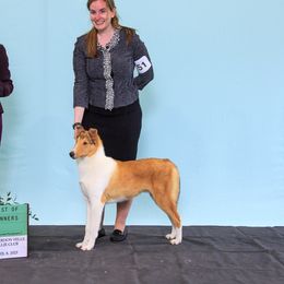 Tango - Collie